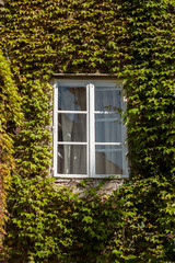 White window on a building completely covered in ivy