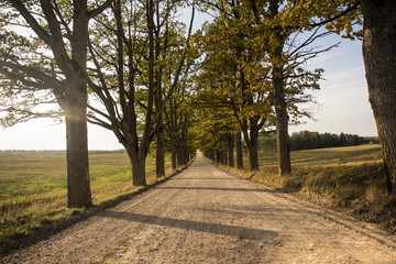 Autumn panorama. Landscape view. Autumn sunny day