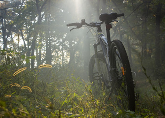 Naklejka na ściany i meble Mountain bike in the forest is sundered by a ray