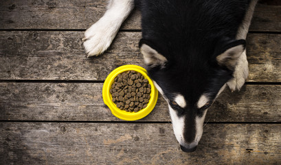 Hungry dog lying near a bowl of food © Yulia Furman