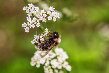 Hummel auf Schafgarbe