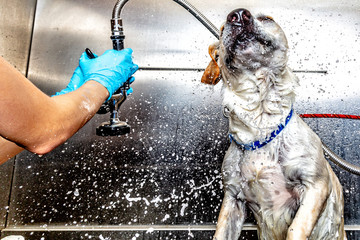 Dog Shaking Water Off After Bath at Groomer