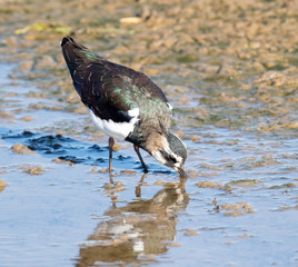 Lapwing