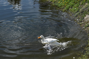 Duck