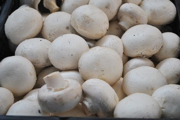 Pieczarki
