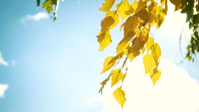 autumn birch leaves on a wind close up slow motion video