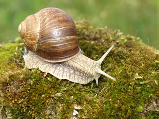 Weinbergschnecke