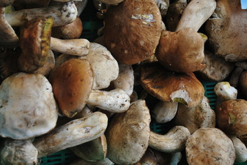 Podgrzybki © bnorbert3