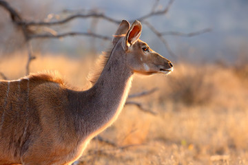 The greater kudu (Tragelaphus strepsiceros), portait of the female in morning backlight.