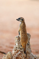 The meerkat or suricate (Suricata suricatta) patrolling near the hole. Young animal standing in the morning sun on the stone.