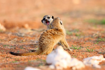 The meerkat or suricate (Suricata suricatta),two youngsters play near the hole.
