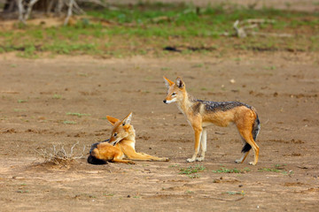 The black-backed jackal (Canis mesomelas) drinks at the waterhole in the desert. A pair of jackals in the dry desert.