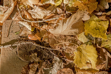 Autumn leaves and acorn. Abstract autumn texture