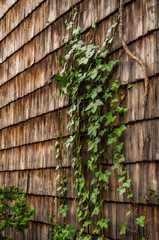 Close up shot of a wooden wall covered with ivy