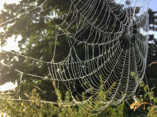 Spinnennetz in der Morgensonne