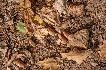 Autumn leaves and acorn. Abstract autumn texture