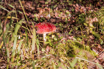 Big amanita in the forest. Autumn sunny day.