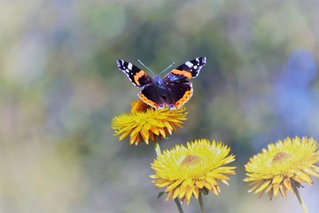 Butterfly on flower.