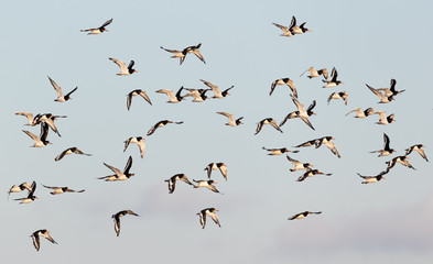 Flock of Oystercatchers