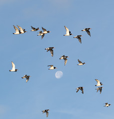 Oystercatchers and Moon