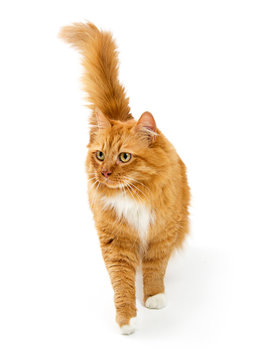 Orange Cat Walking Forward On White