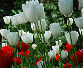 field of tulips