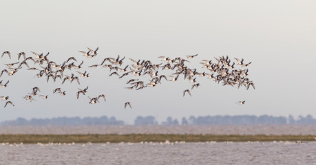 Flock of Oystercatchers