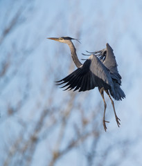 Heron