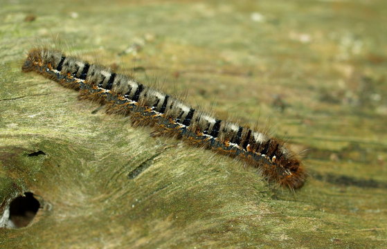 Pinien-Pozessionsspinner-Raupe