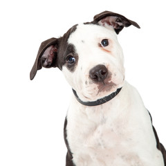 Portrait Cute Pit Bull Terrier Puppy