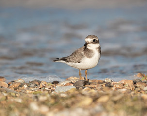 Ringed Plover