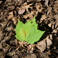 Close-up of green maple autumn leaf on ground in forest