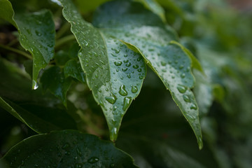 Close-up of a leaf and water drops on it