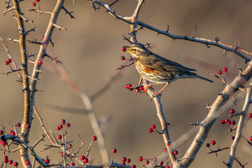 Redwing