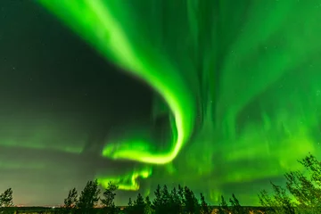Fototapeten bright green curly like long tale aurora lights through the whole sky over tree tops in Sweden, river, city lights and lake, clear skies with a lot of stars, pine trees and autumn colored tree leaves  © Alexandre Patchine