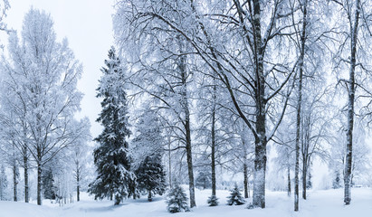 Winter forest.  Winter landscape. Trees covered with snow. Russian Winter.