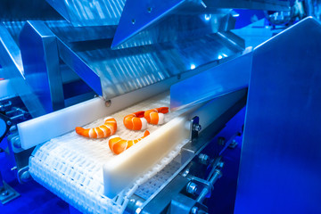 Food production. Shrimp on conveyor belt. Seafood production. Food production equipment. © Grispb