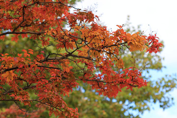 Ветка с красными осенними листьями в парке 