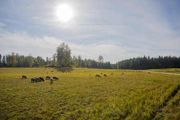 Sheeps of a field. Sunny summer day