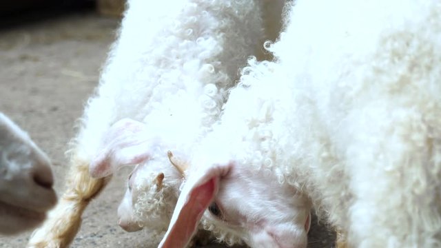 Young sheep playing together in the farm.