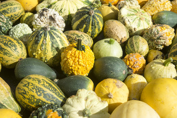 Colorful pile of autumn harvest gourds in a pile of diverse textures and sizes