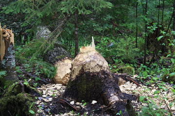 Tree downed by Beaver, Tree, beaver, woods, Minnesota,  Vermillion River, wood chips, nature