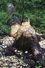Tree downed by Beaver, Tree, beaver, woods, Minnesota,  Vermillion River, wood chips, nature