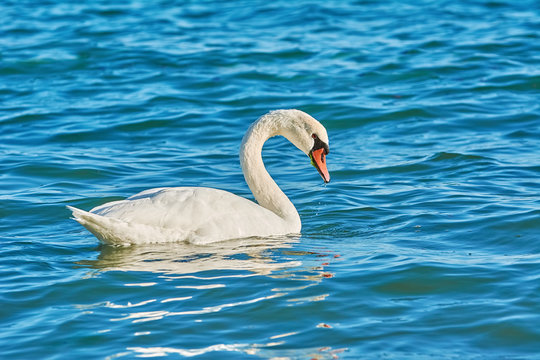 Swan on the Sea