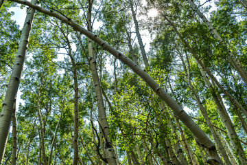 Fototapeta premium Neature