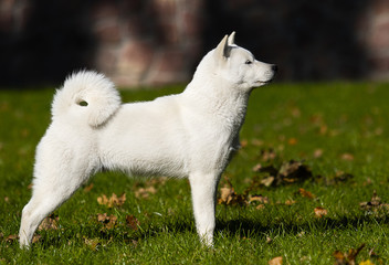 hokkaido dog on the grass