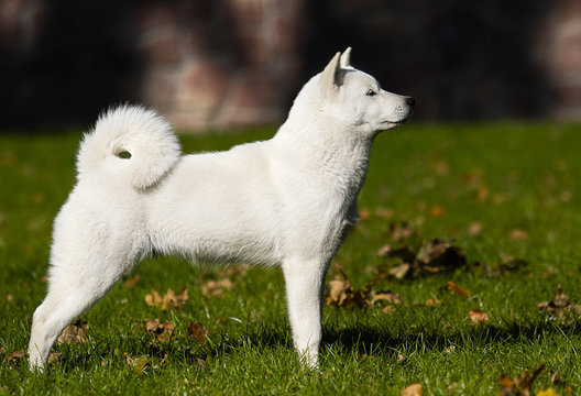 1 435 最適な 北海道犬 画像 ストック写真 ベクター Adobe Stock 1 435 最適な 北海道犬 画像 ストック写真 ベクター Adobe Stock