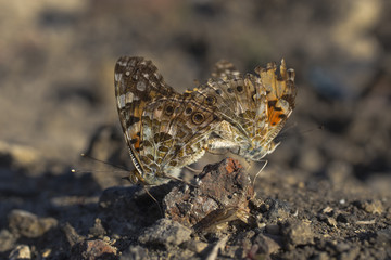 Silver-washed fritillary. Reproduction of insects. Love between butterflies.