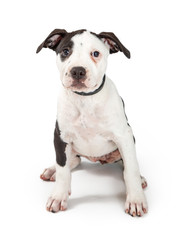 Young Pit Bull Terrier Puppy Sitting