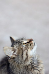 Closeup portrait of a cat with a blurred background shows the emotion of surprise. Copy space, toning